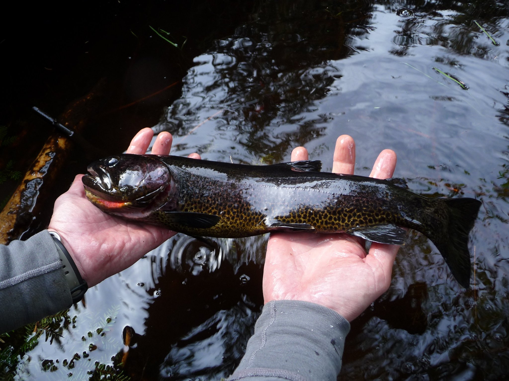 A coastal cutthroat trout held in two wet hands low over the water at Haida Gwaii, seen from the side, with a bright red-orange slash running along the underside of the lower jaw, heavy dark spotting concentrated over the rear flank and tail, an olive-gold ground colour and a well-developed adipose fin.