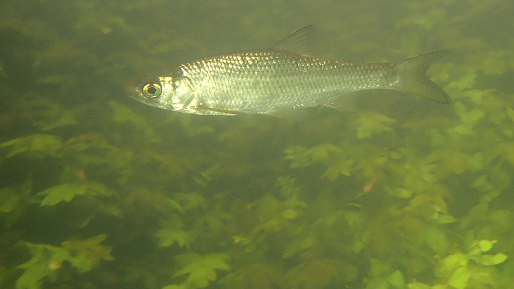 A dace in clear river water over green weed, seen from the side, whole fish in frame, with a small pointed head and small slightly under-slung mouth, a bright silver flank, a yellow-ringed eye, a dorsal fin whose outer edge curves inwards, and a forked tail.
