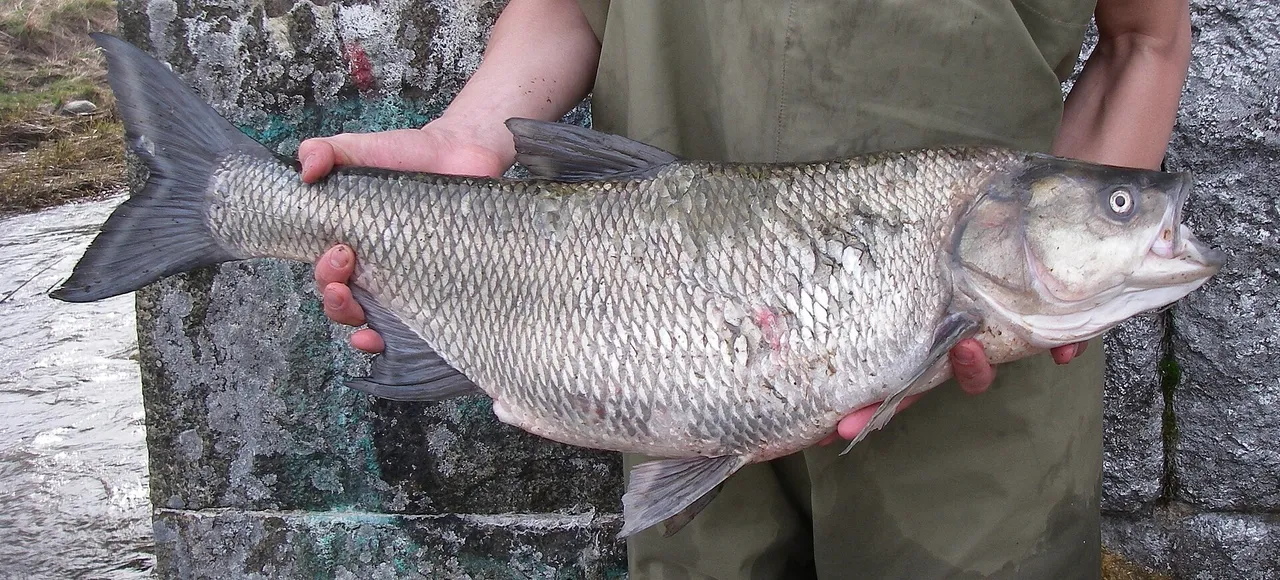 A large asp held horizontally against a stone wall, showing a long streamlined silvery body, a pointed head, and a large obliquely angled mouth in which the lower jaw projects beyond the upper.
