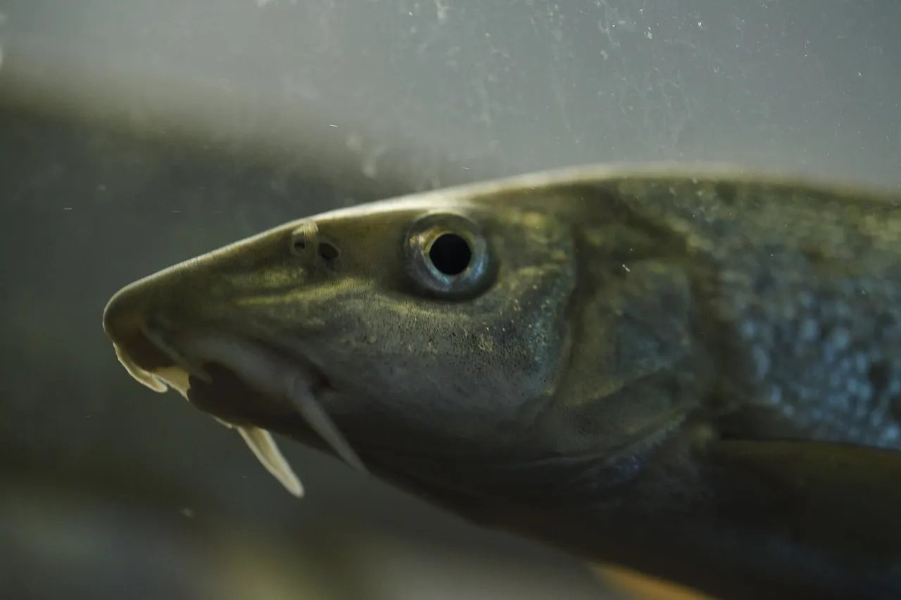 A close head study of a barbel, showing the four barbels around an underslung mouth and the pointed snout.