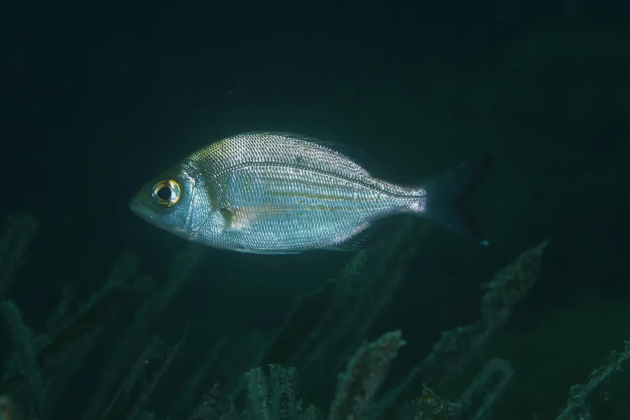 A black seabream in full side view against dark water off Provence, its body a deep compressed oval, a single long dorsal fin running most of the back with the spiny front section joined without a notch to the soft rear section, faint golden lines running lengthwise along silver flanks, a small mouth and a gold-ringed eye.