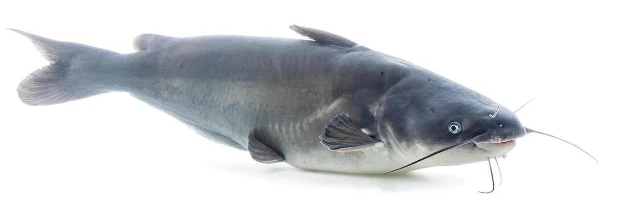 A blue catfish photographed against a plain white background in left profile, showing a deeply forked tail, a long anal fin with a straight lower margin, an unspotted blue-grey back shading to a white belly, and four pairs of barbels around a broad flattened head.