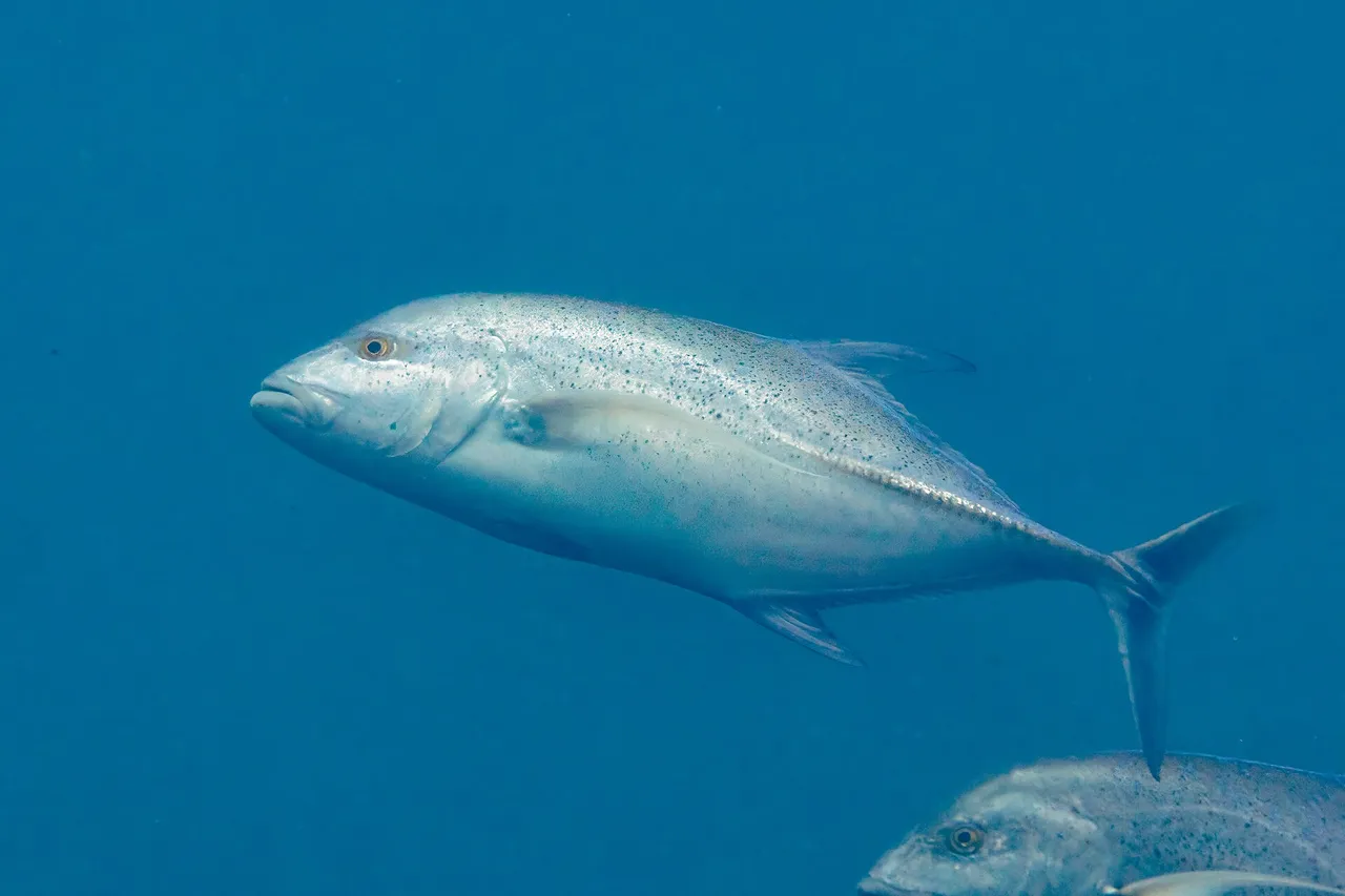 A bluefin trevally photographed underwater in blue water, showing a silvery body scattered with small dark blue spots on the upper flank, blue-tinted fins, a deeply forked tail and a row of hardened scutes along the rear of the lateral line.