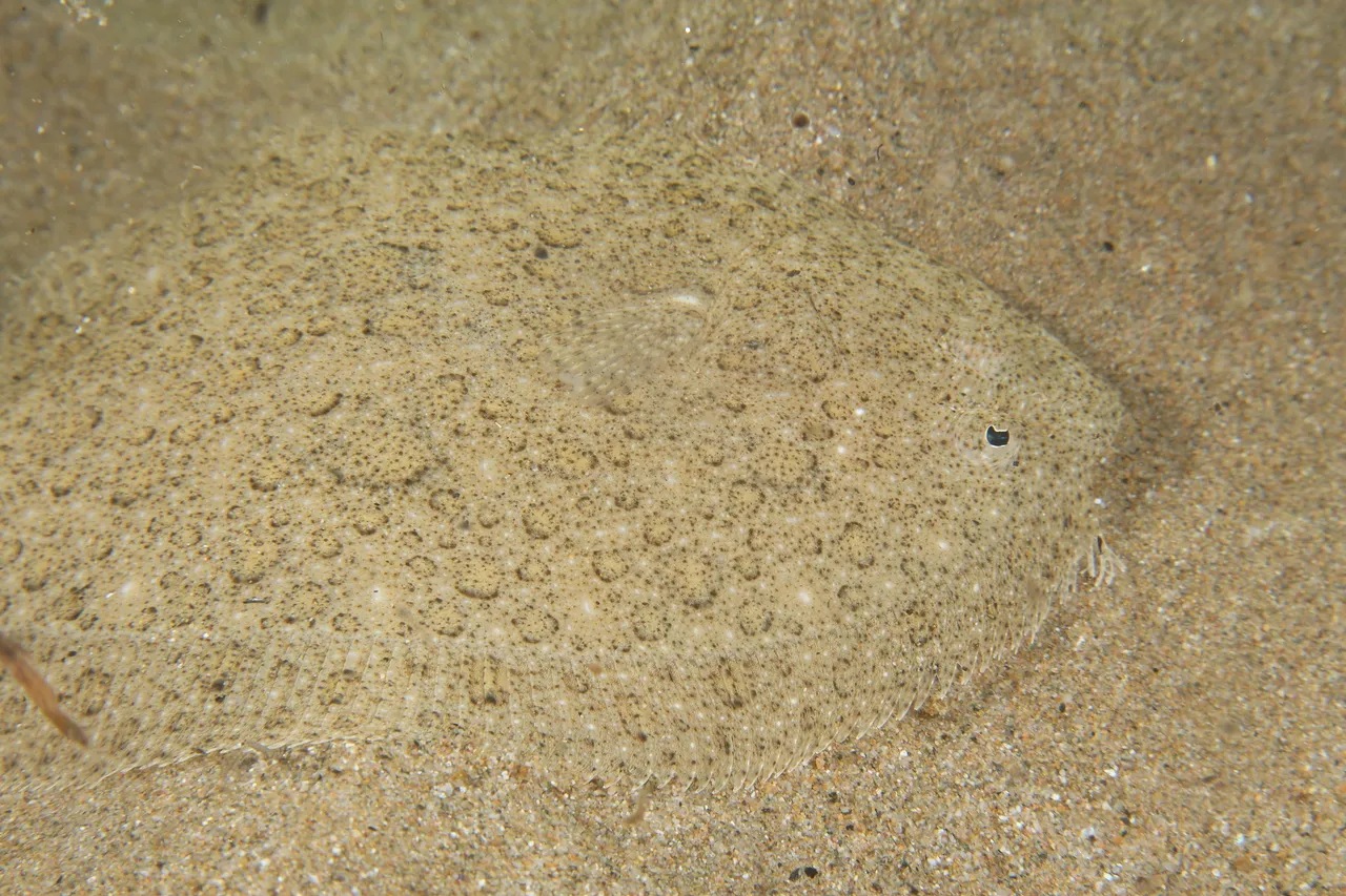 A brill lying camouflaged on clean sand off Empuriabrava, photographed from directly above so the eyed side faces the camera, the outline a clear oval noticeably longer than deep, the skin smooth and finely speckled with pale rings and carrying no bony knobs, and free fringed fin rays visible at the front of the dorsal fin beside the head.