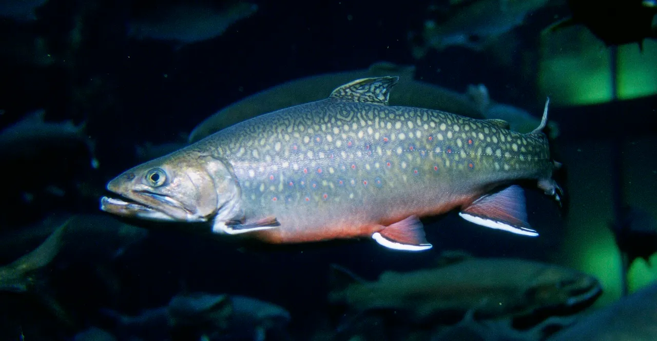 A brook trout in full side view in dark water, showing pale worm-like vermiculation over the back and dorsal fin, red spots ringed with blue on the flank, an orange belly and white leading edges backed with black on the lower fins.