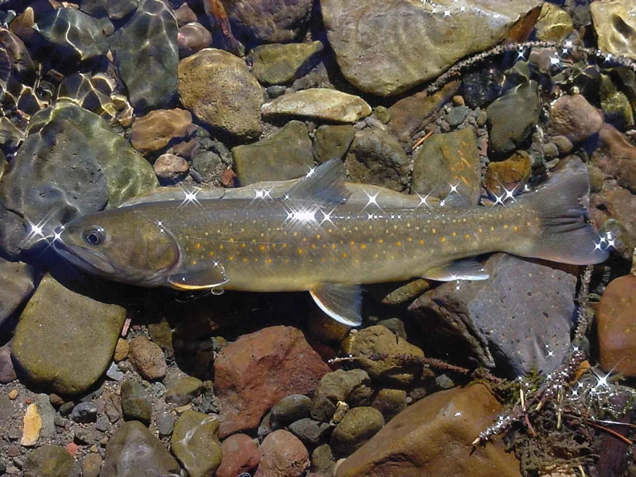 A bull trout lying in shallow clear water over rounded river cobbles, in left profile, showing an olive-grey back with no vermiculations, pale cream and orange spots along the flank, no black spots anywhere, and a plain dorsal fin.