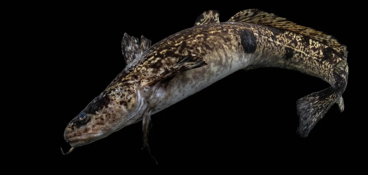 A burbot photographed in full left profile against a black background, showing a single barbel hanging from the chin, a short first dorsal fin followed by a very long second dorsal, a long anal fin, a rounded tail, and a marbled yellow-and-dark-brown body.