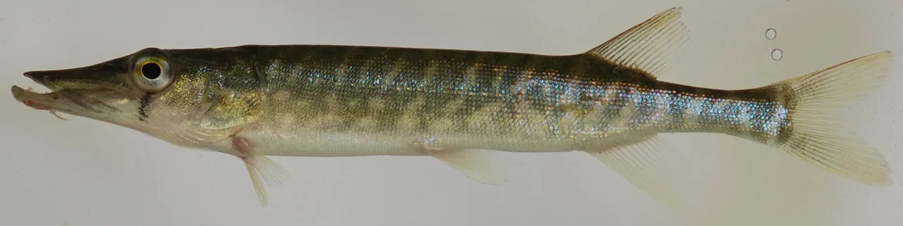 A young chain pickerel photographed in left profile against a plain pale background, showing an elongate pike-shaped body, a duckbill snout, a dark vertical bar below the eye, and a chain-link pattern of dark lines across a pale green flank.