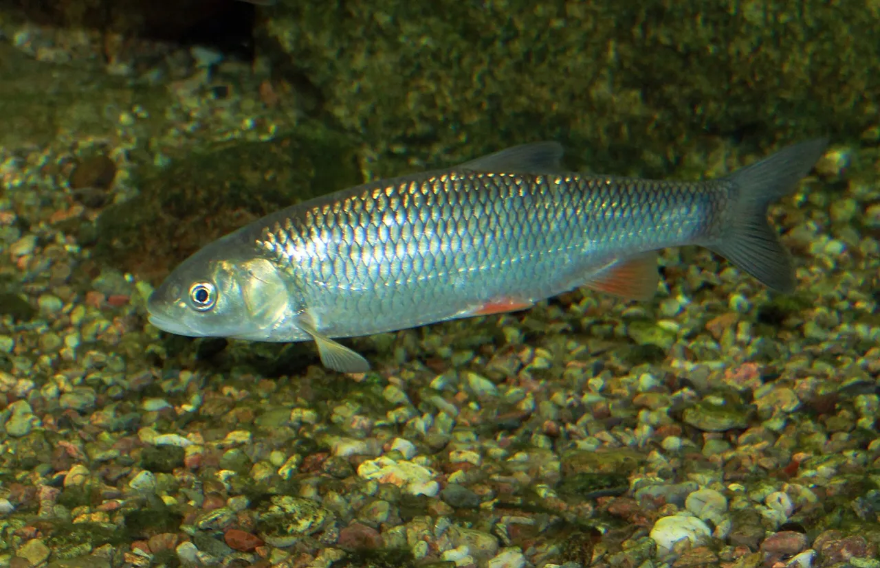 A chub over gravel, showing the blunt head, large dark-edged scales and convex anal fin.