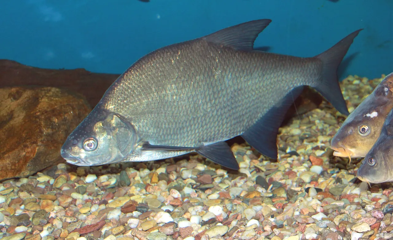 A common bream over gravel, showing the very deep laterally compressed body, small head and long anal fin.