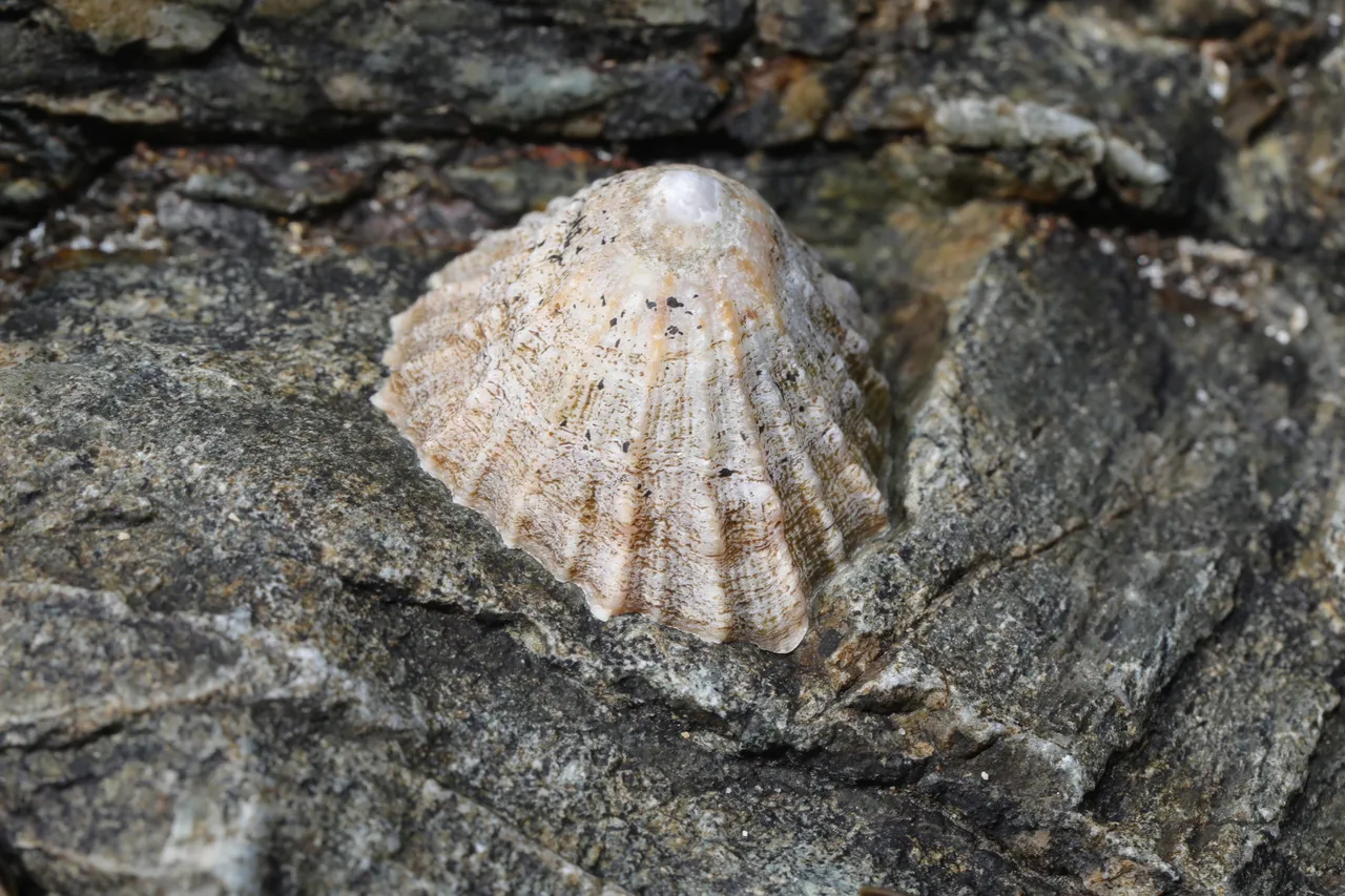 A limpet clamped to bare rock on an Anglesey shore, seen close and from above at an angle, its shell a simple cone about four centimetres across with no spiral at all, ribbed in coarse radiating ridges from a slightly off-centre apex down to a scalloped margin bedded tight against the stone.