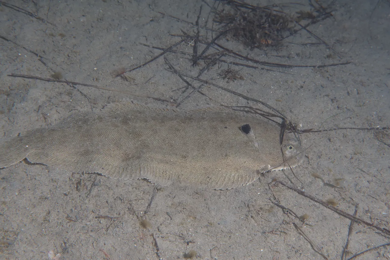 A common sole settled on sand off Marseillan, seen from above so the eyed side faces the camera, the body an elongated oval with a rounded head, two small eyes set close together on the right side, dorsal and anal fins running almost the whole body length, and a distinct dark blotch on the pectoral fin behind the head.