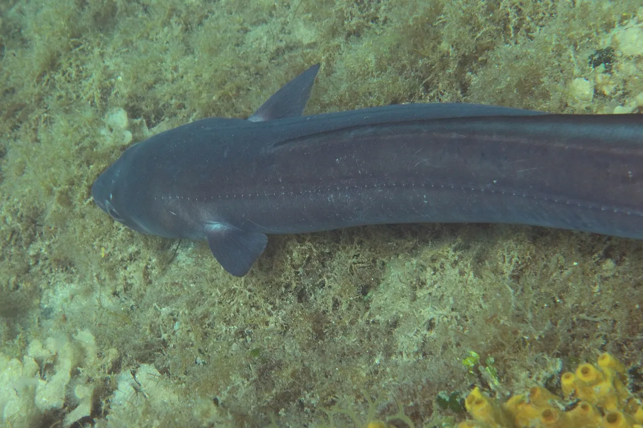 A conger eel resting on a rocky seabed seen from slightly above, showing a heavy scaleless grey-brown body, a pectoral fin, a row of pale lateral-line pores along the flank, and a dorsal fin beginning immediately behind the pectoral fin.