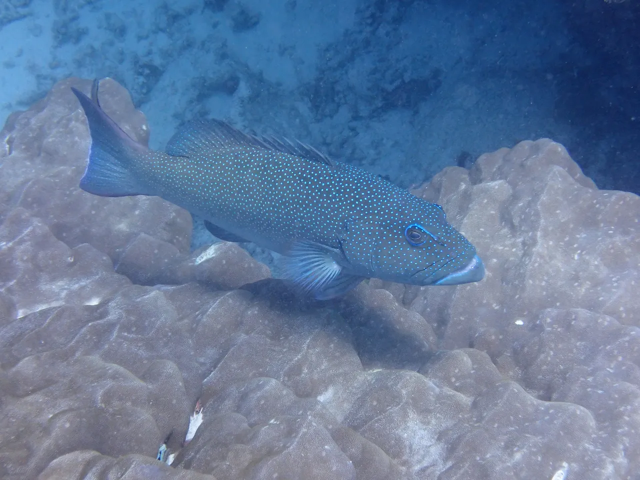 A coral trout in full side view over massive coral at Opal Reef, its elongate grouper body and large mouth covered densely in small round blue spots that continue over the head and onto every fin, the overall ground colour reading blue-grey rather than red because of the depth of water above it.