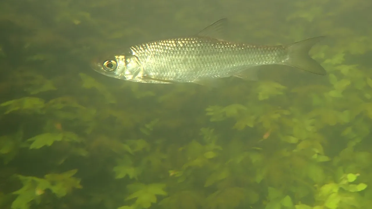 A dace in clear river water over green weed, seen from the side, whole fish in frame, with a small pointed head and small slightly under-slung mouth, a bright silver flank, a yellow-ringed eye, a dorsal fin whose outer edge curves inwards, and a forked tail.