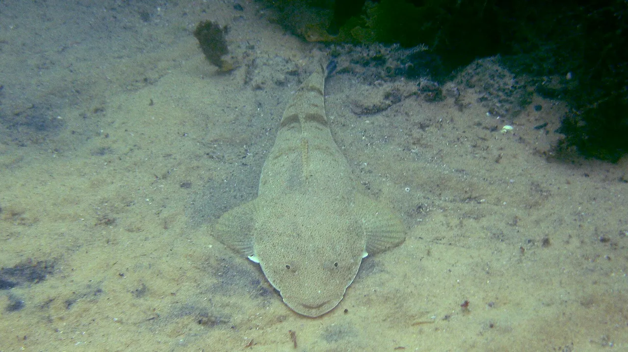 A dusky flathead lying flat on sand in its natural ambush position, seen from above, showing a broad flattened head with eyes set on top, mottled sandy camouflage and a long body tapering to the tail.