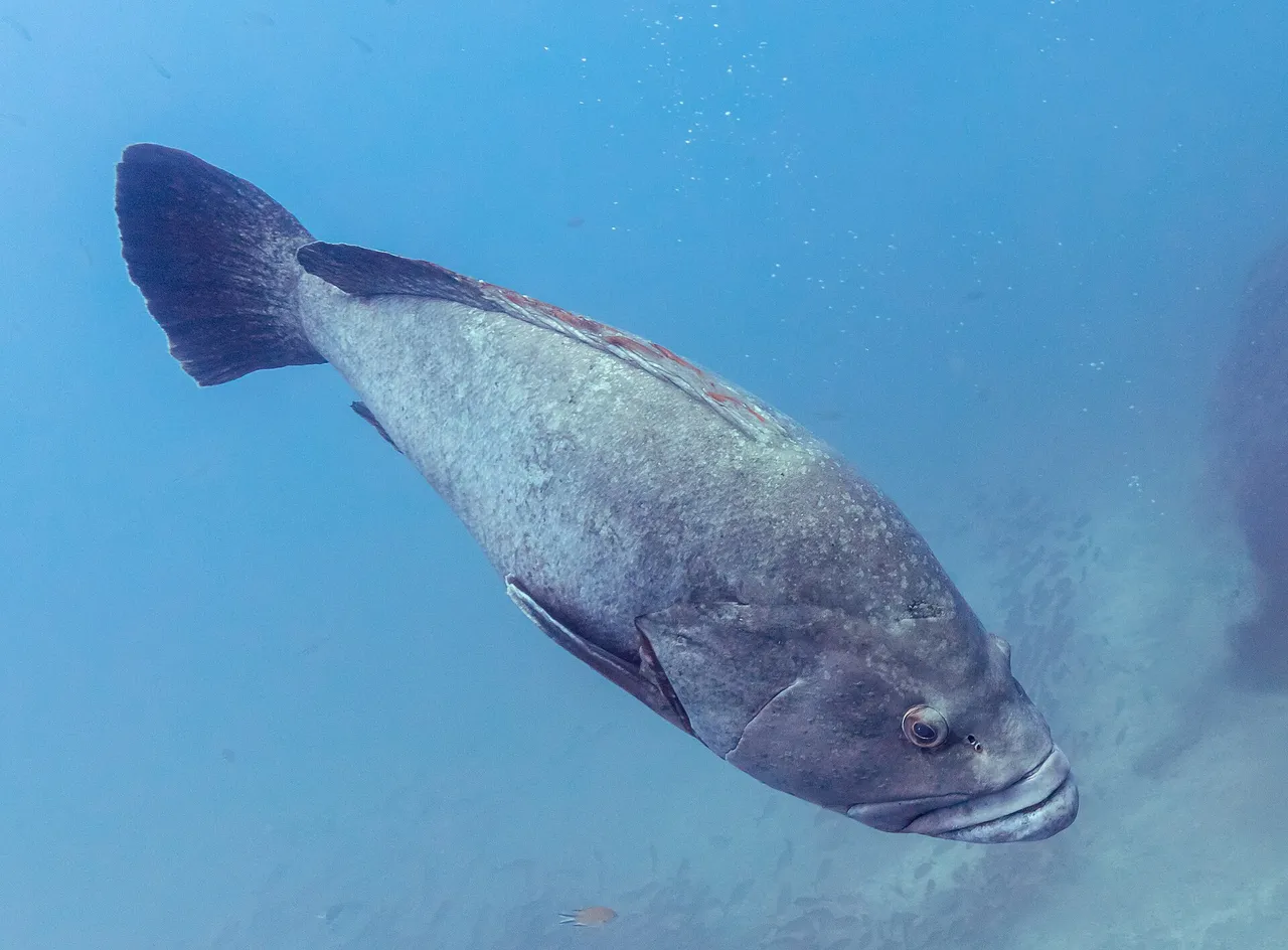 A dusky grouper in near-side view in blue water, showing a heavy deep body, mottled grey-brown flanks, thick lips and a rounded tail with a pale margin.