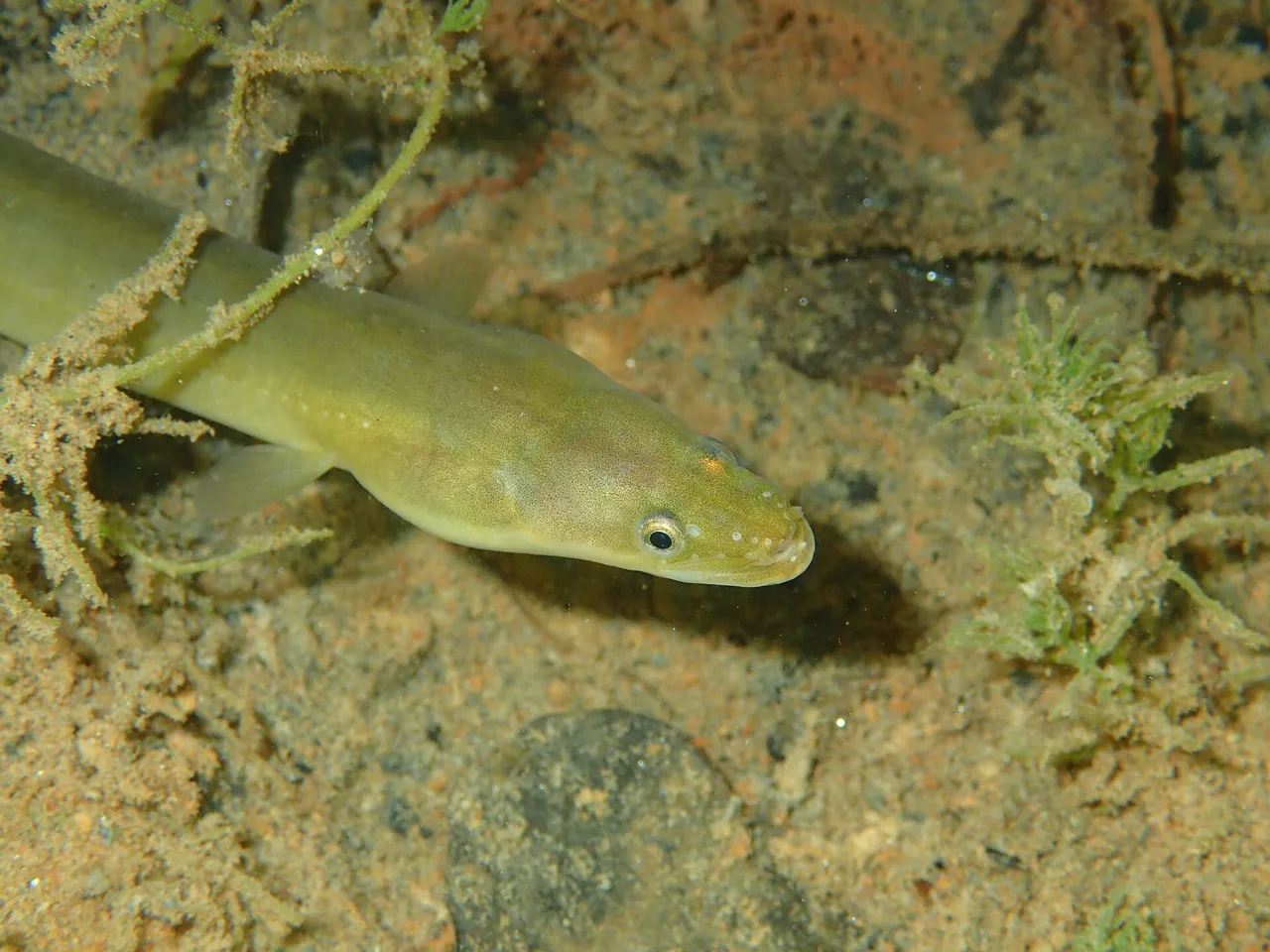 A yellow-stage European eel resting on sand among fine weed in shallow fresh water, photographed underwater, showing an olive-yellow elongate body, a small eye, a lower jaw projecting slightly beyond the upper, and a small rounded pectoral fin.