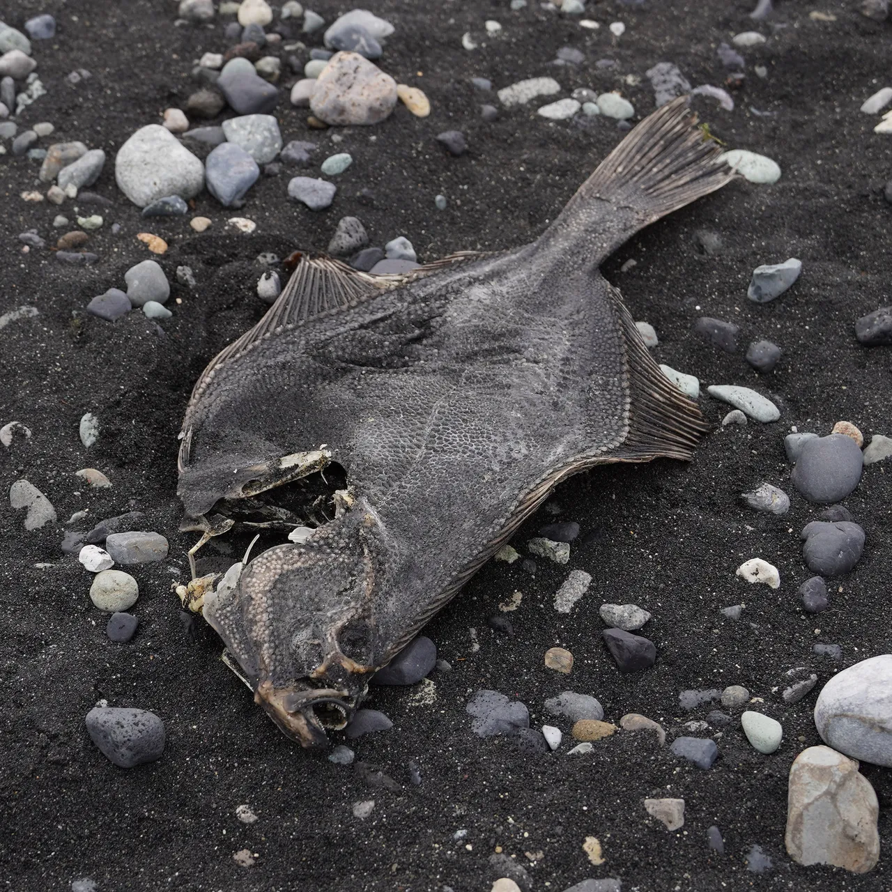 A dried flounder carcass lying on black volcanic sand in Iceland, seen from above and slightly behind, with a continuous row of small hard pale knobs running along the base of the dorsal fin and another along the base of the anal fin, a further patch of knobs over the head behind the eyes, and the head itself part-eaten.