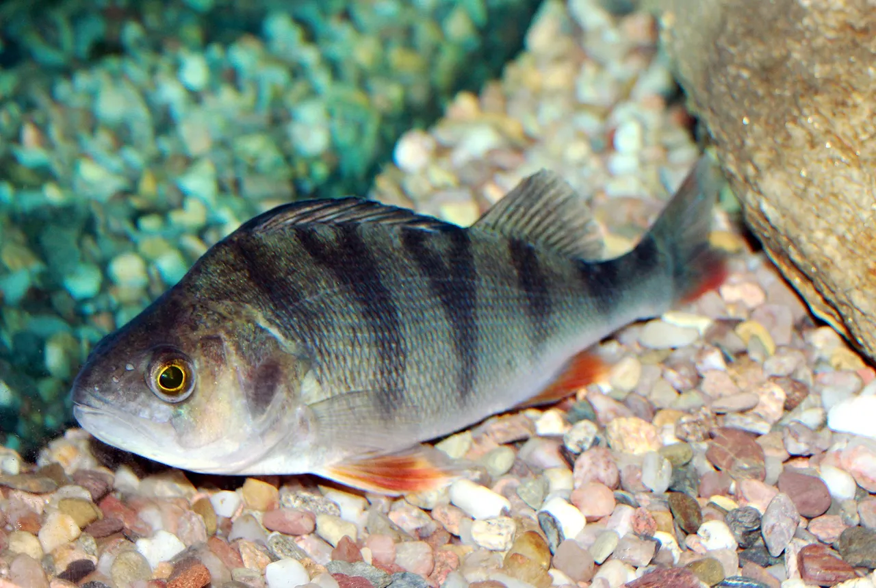 A European perch over gravel, showing two separate dorsal fins, dark vertical bars on the flank and red pelvic and anal fins.