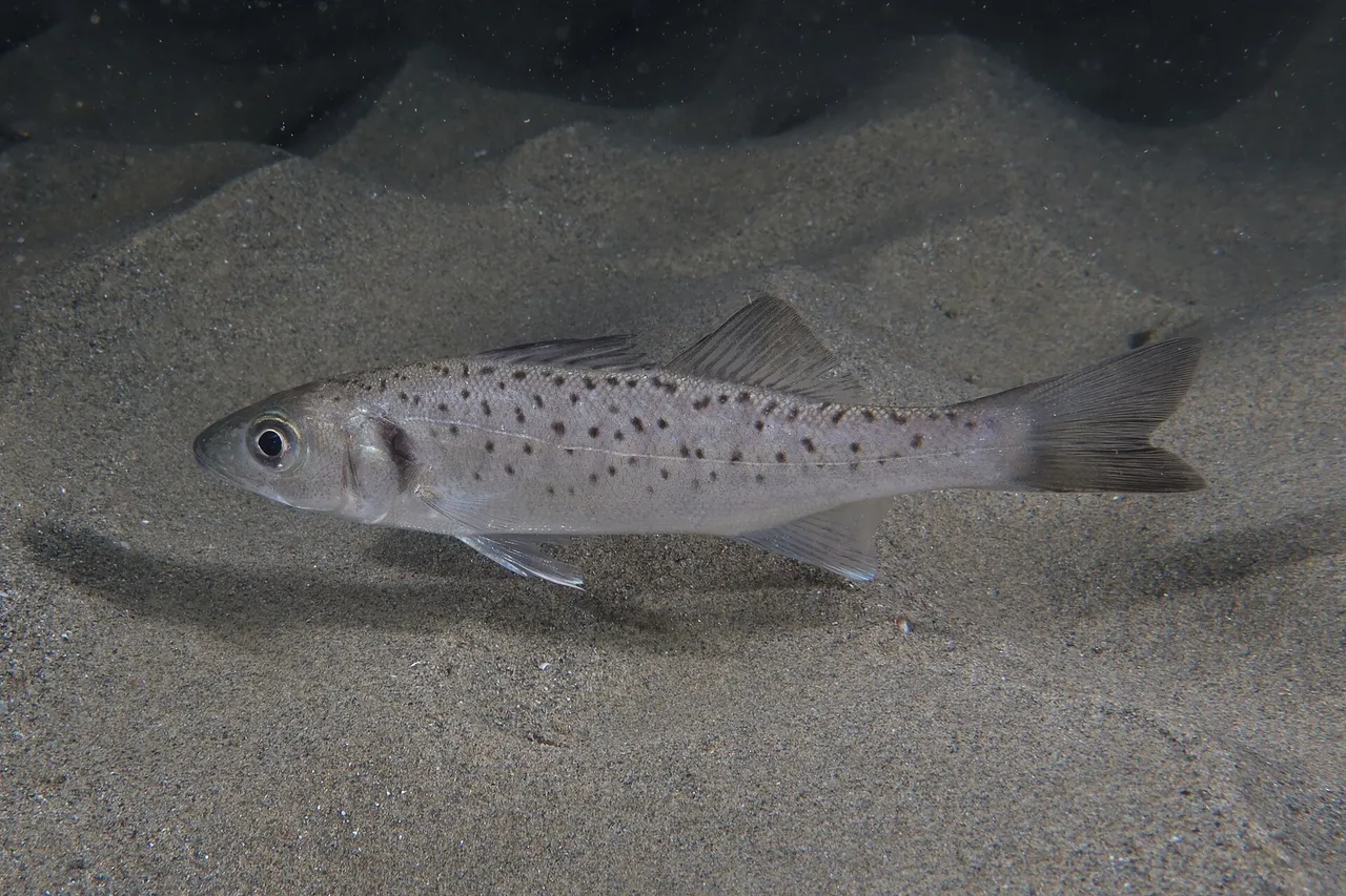 A juvenile European sea bass in side view over rippled sand, showing two clearly separate dorsal fins, a forked tail, a pointed snout and dark spots scattered over the silver flank.