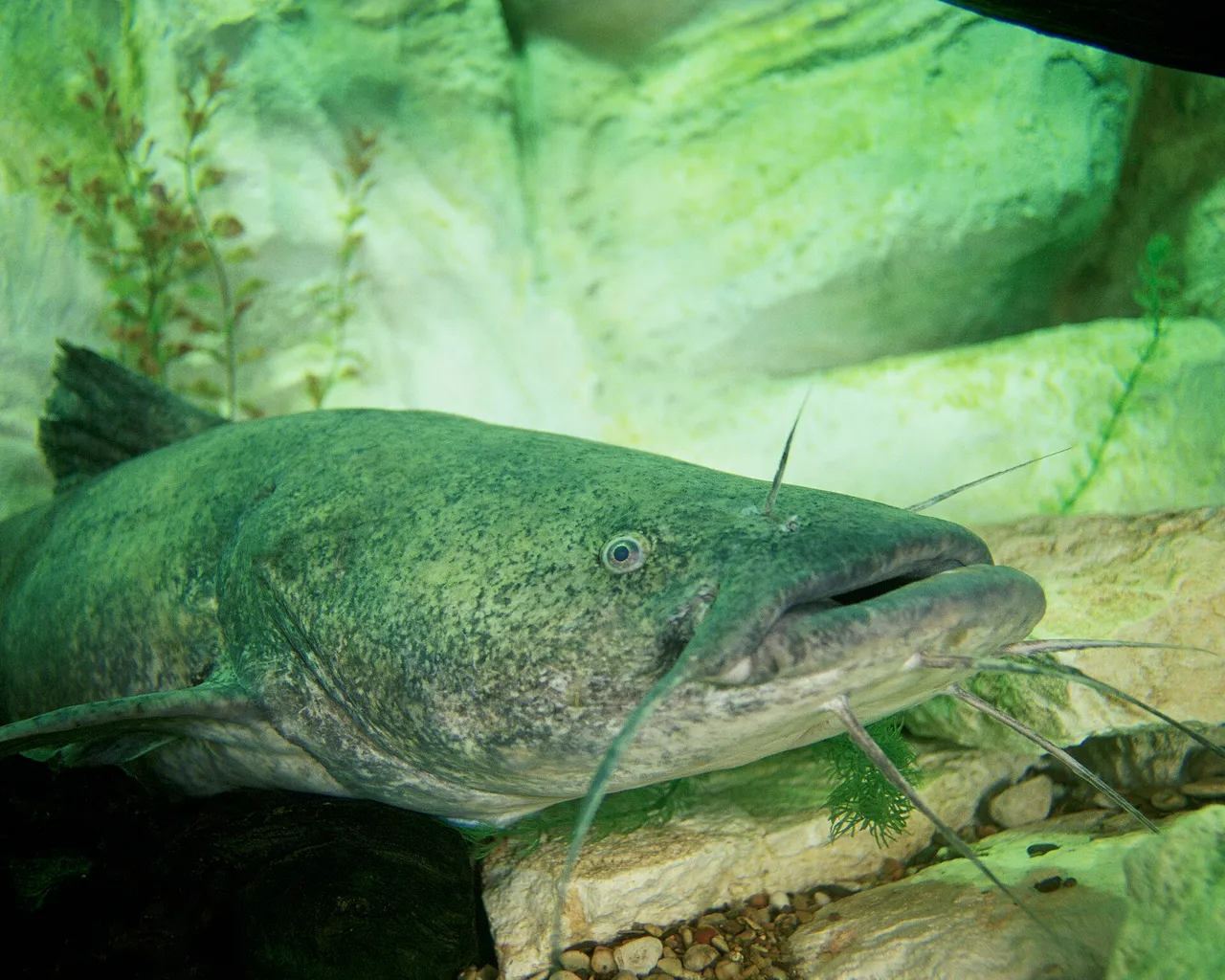 The head and forebody of a flathead catfish in an aquarium, showing a broad flattened head, small eyes set high, long barbels and a lower jaw projecting well beyond the upper.