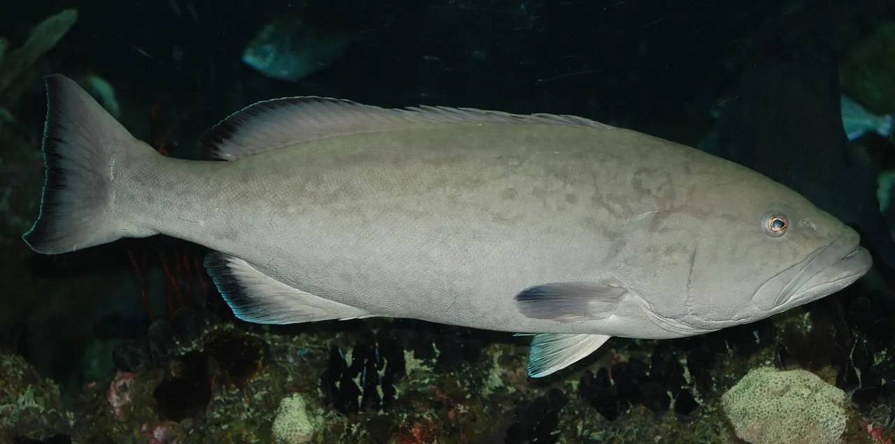 A gag grouper in full lateral view, showing a heavy pale grey-brown body with faint darker marbling, dark margins on the soft dorsal, anal and tail fins, and a large mouth with a slightly projecting lower jaw.