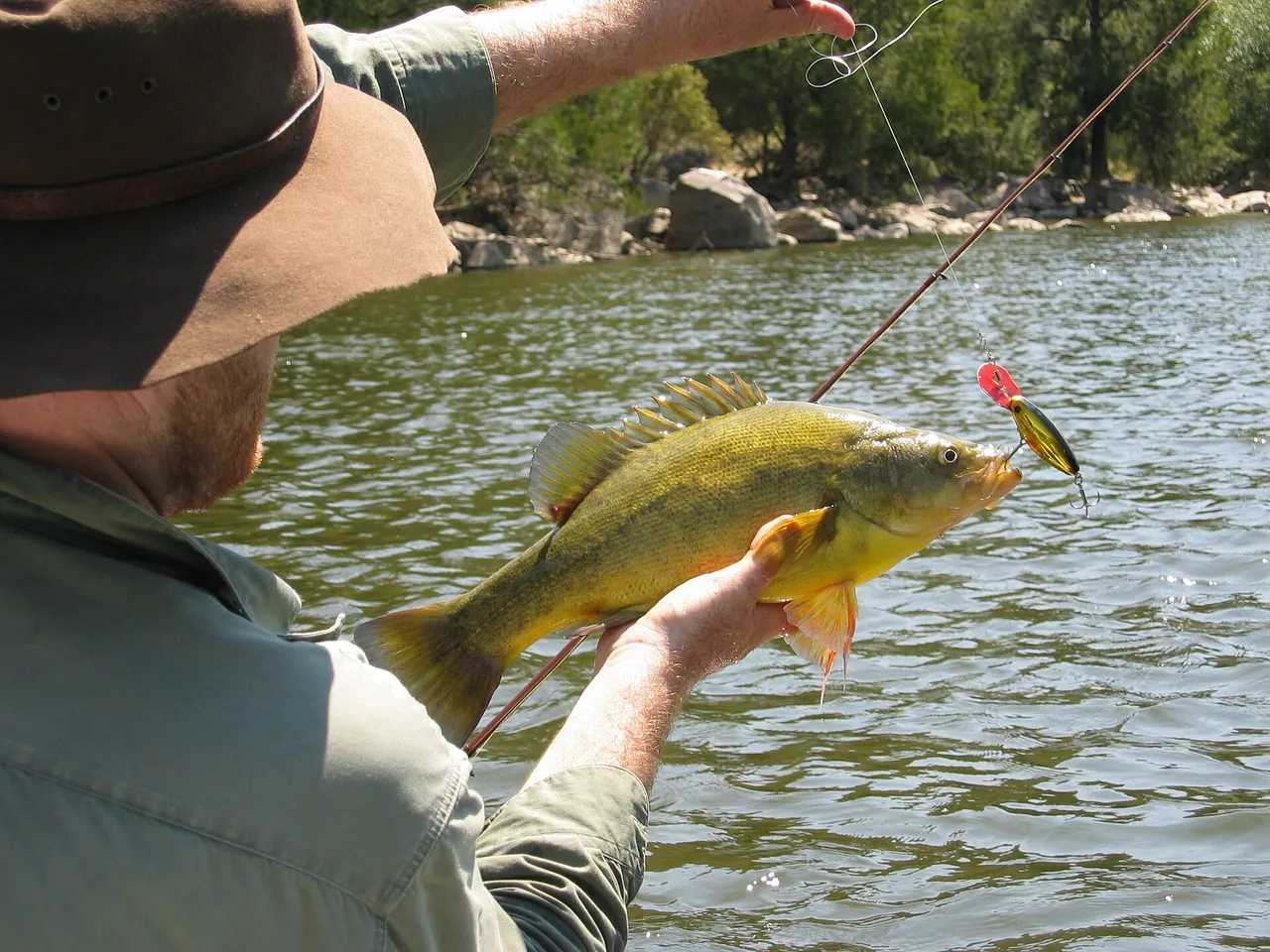 A golden perch held horizontally above river water before release, showing a deep humped body with a concave forehead profile, a tall spiny dorsal fin, golden-olive flanks and yellow lower fins.