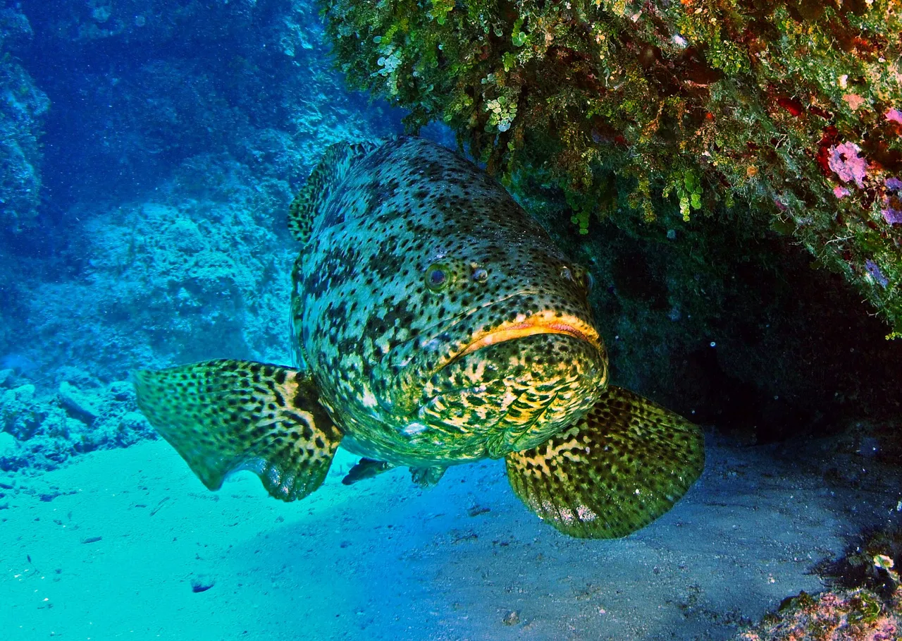 A very large Atlantic goliath grouper facing the camera at an angle beneath a reef ledge, heavy-bodied with a broad head and small eyes, its head, body and rounded pectoral fins covered in small dark spots.
