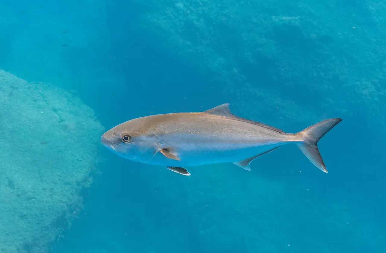 A greater amberjack in full side view in clear blue water, showing an amber stripe along the flank, a dark band running back through the eye, a low long-based second dorsal fin and a deeply forked tail.