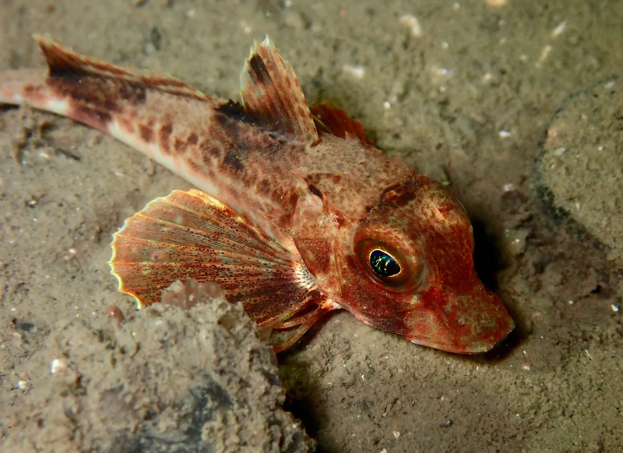 A grey gurnard settled on sand in Strangford Lough, seen from the side and slightly above, with its large pectoral fin spread like a fan, three separate finger-like rays held clear beneath it and resting on the sand, an armoured blunt-snouted head, a large gold-green eye and a short spiny first dorsal fin carrying a dark blotch.