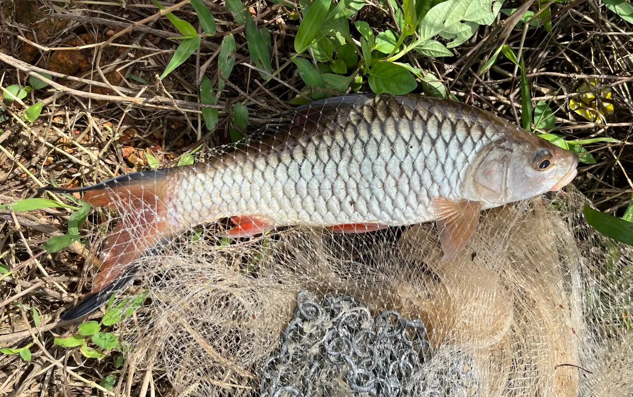 A large adult hampala barb laid on a cast net in Malaysian scrub, seen from the side along its whole length, with very large silver scales over a streamlined body, a big terminal mouth, and a forked tail whose orange-red lobes are each edged with a hard black margin.