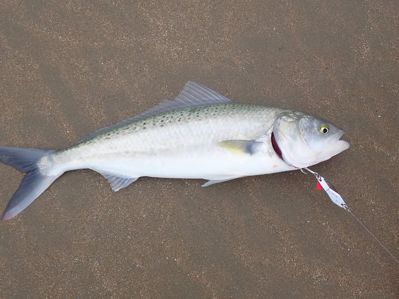 A kahawai laid on wet sand in full side view, showing rows of dark spots along the upper flank, a silver body, a forked tail with dark margins and a small terminal mouth. A metal lure is attached at the jaw.