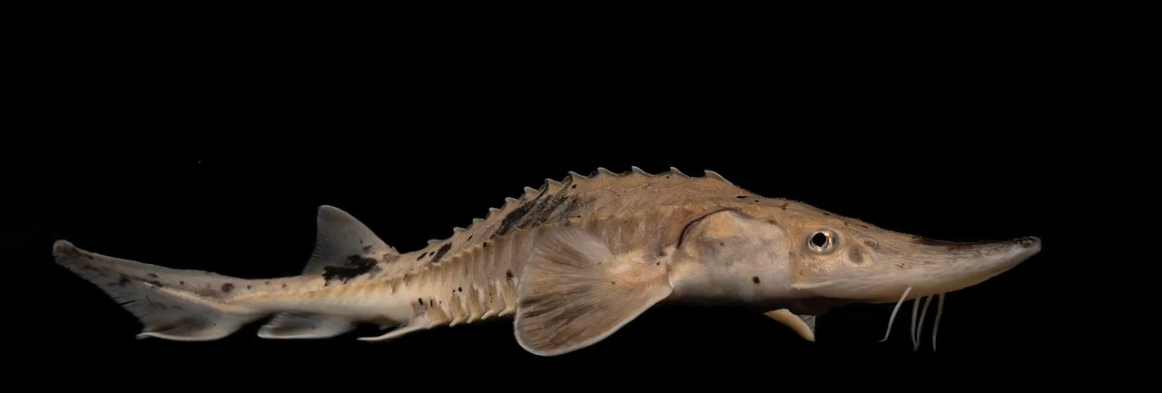 A juvenile lake sturgeon photographed in full side view against black, with a row of sharp bony scutes along the back and another along the flank, four barbels hanging beneath a pointed snout in front of a tube-like mouth, and a shark-like tail whose upper lobe is much longer than the lower.