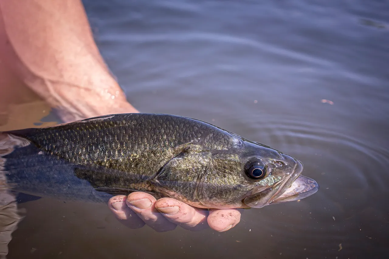 A largemouth bass held in the water for release, showing the upper jaw extending past the rear edge of the eye.