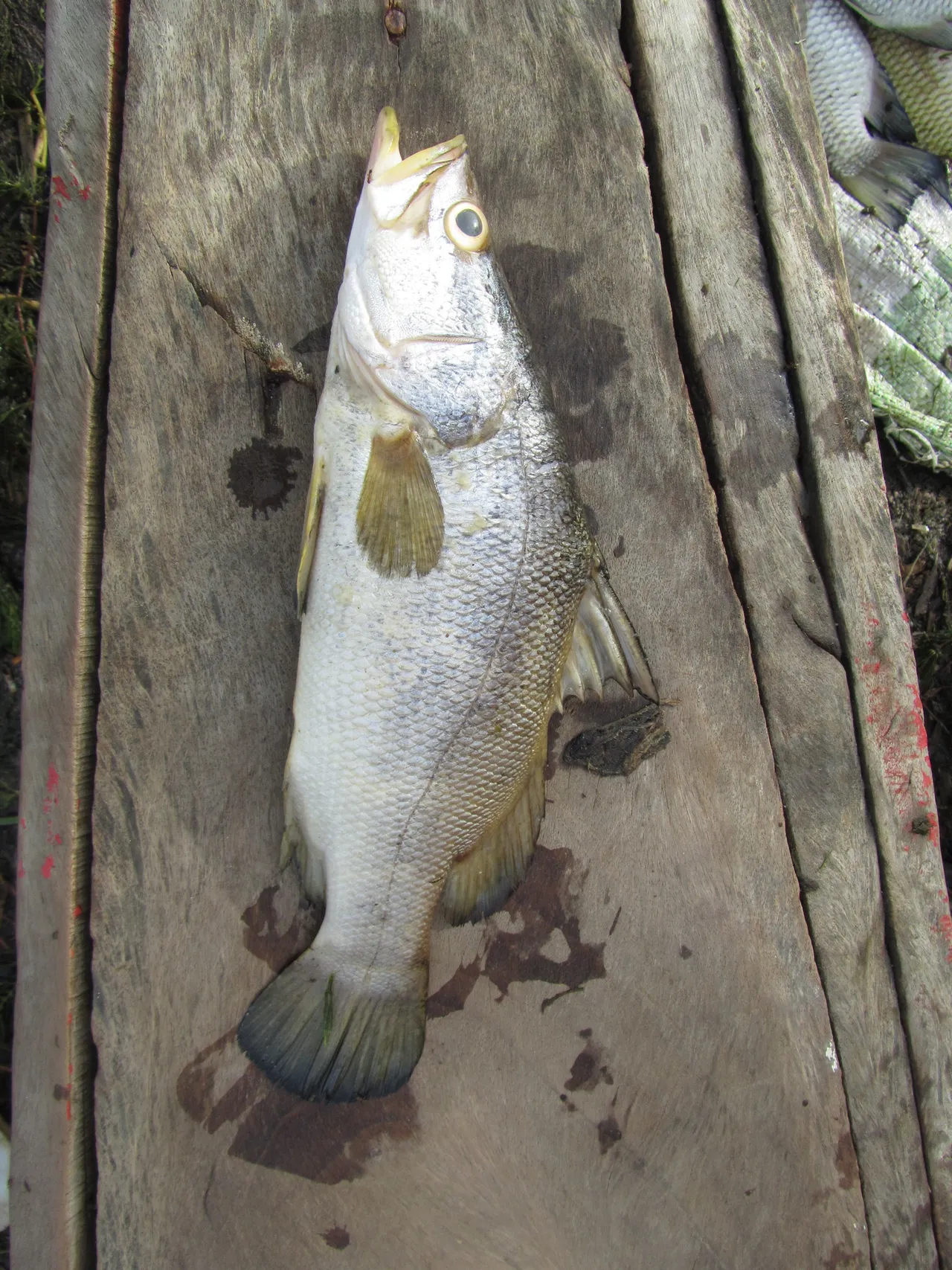 A Nile perch laid on the planks of a wooden canoe at Dagana in Senegal, its head profile dipping in a clear concave curve between the snout and the nape, a deep silver body, a large eye ringed in gold, the heavy jaw of a protrusible mouth, and a spiny dorsal fin with the soft dorsal set behind it.