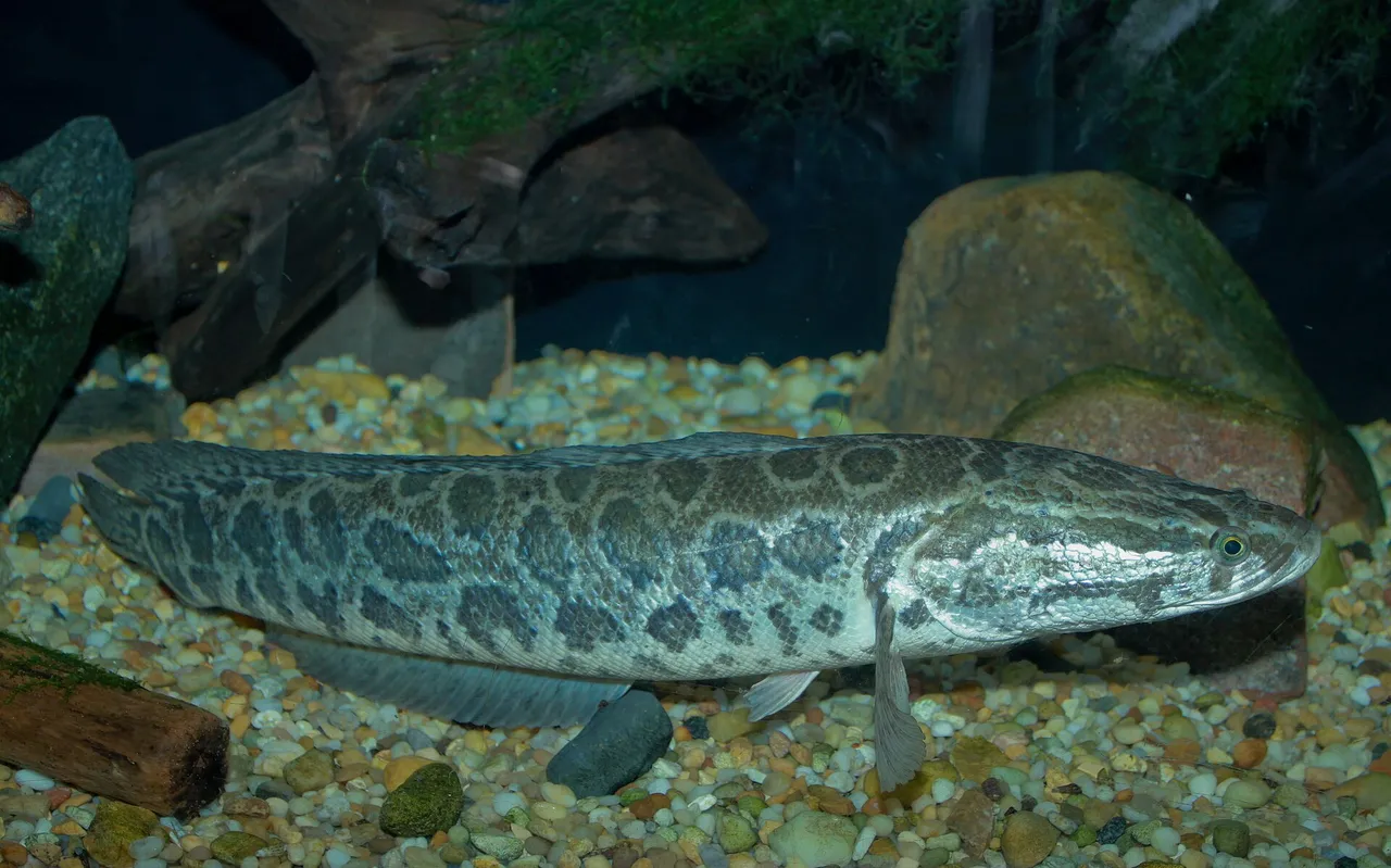 A northern snakehead lying over pale gravel in an aquarium in full side view, long and cylindrical with dorsal and anal fins running most of the body length, a flattened snake-like head with large plate-like scales and forward-set eyes, and dark irregular blotches over a tan flank.