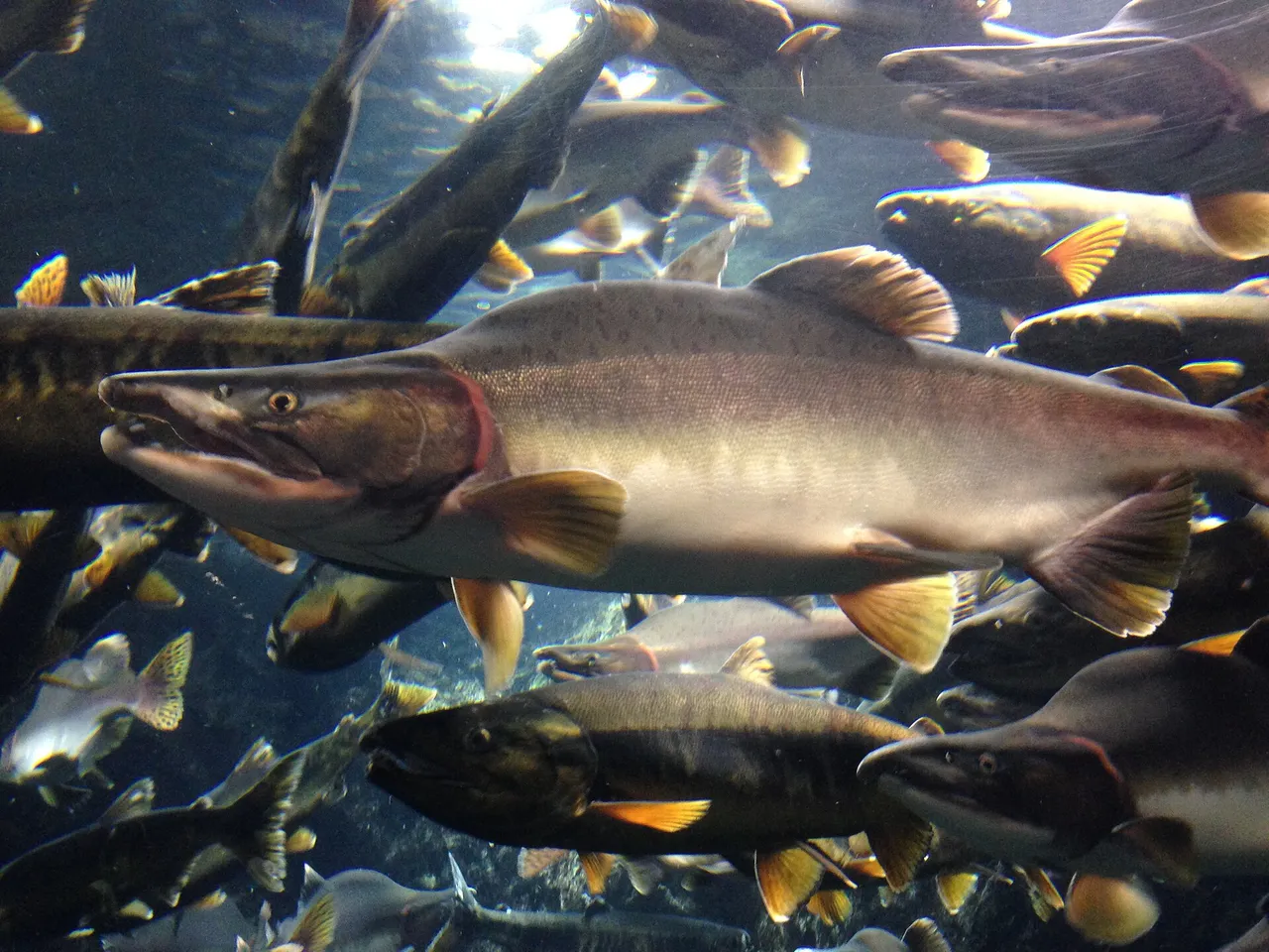 A spawning male pink salmon in a display tank, side on, with a pronounced humped back rising behind the head, a long strongly hooked jaw, very fine scales and dark speckling along the back, among other salmon.