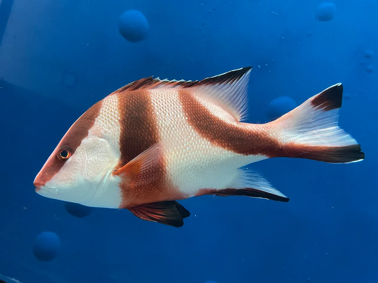 A young red emperor in full side view against plain blue water, deep-bodied and white with three broad dark red-brown bands: one running down through the eye, one from the dorsal fin to the pelvic fin, and one across the tail wrist and out onto both lobes of the tail.