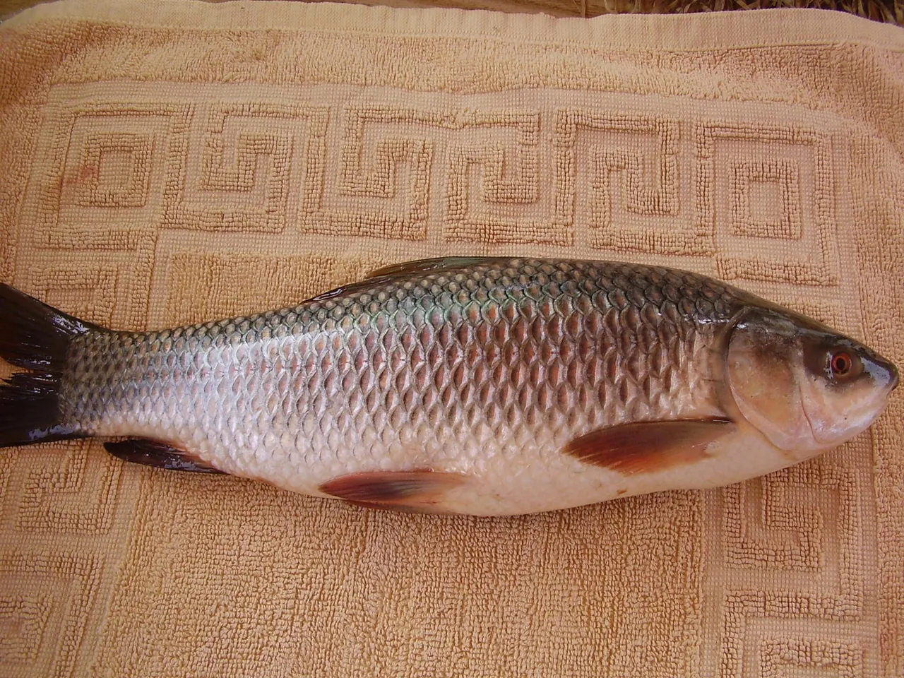 A rohu laid on a patterned towel and photographed from the side, whole fish in frame, deep-bodied with a strongly arched back, a small head and a bluntly rounded snout overhanging a small mouth with thick fringed lips, large silvery scales and orange-red pelvic and anal fins.