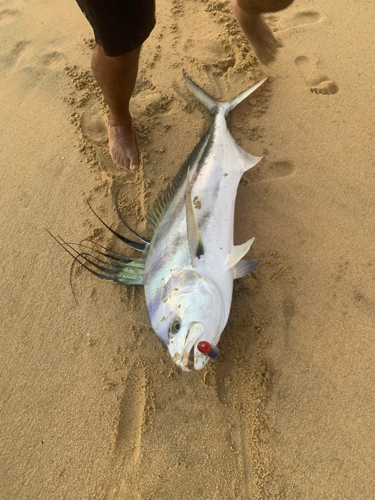 A roosterfish lying on wet sand with its first dorsal fin fully raised and fanned out, showing seven greatly elongated separate rays standing clear of the back like a comb, above a pale silver body with faint dark curved stripes and a lure in the jaw.