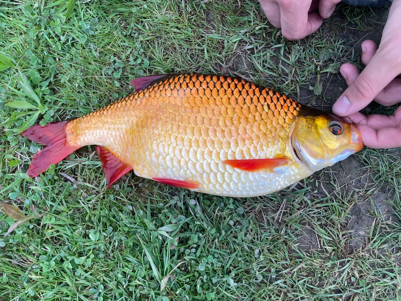 A rudd laid on grass, seen from the side, with a deep brassy-gold flank shading to a white belly, vivid scarlet pelvic, anal and tail fins, a golden-orange eye, and a mouth angled distinctly upwards.