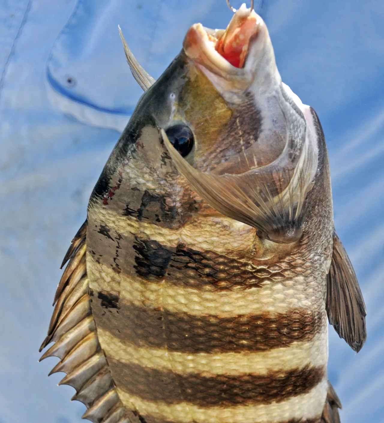 A sheepshead held up on a hook against a blue sky, deep-bodied and strongly compressed, with five bold dark vertical bars over a pale flank, a steep forehead, heavy sharp spines along the front of the dorsal and anal fins, and the mouth open on broad flat pale front teeth.