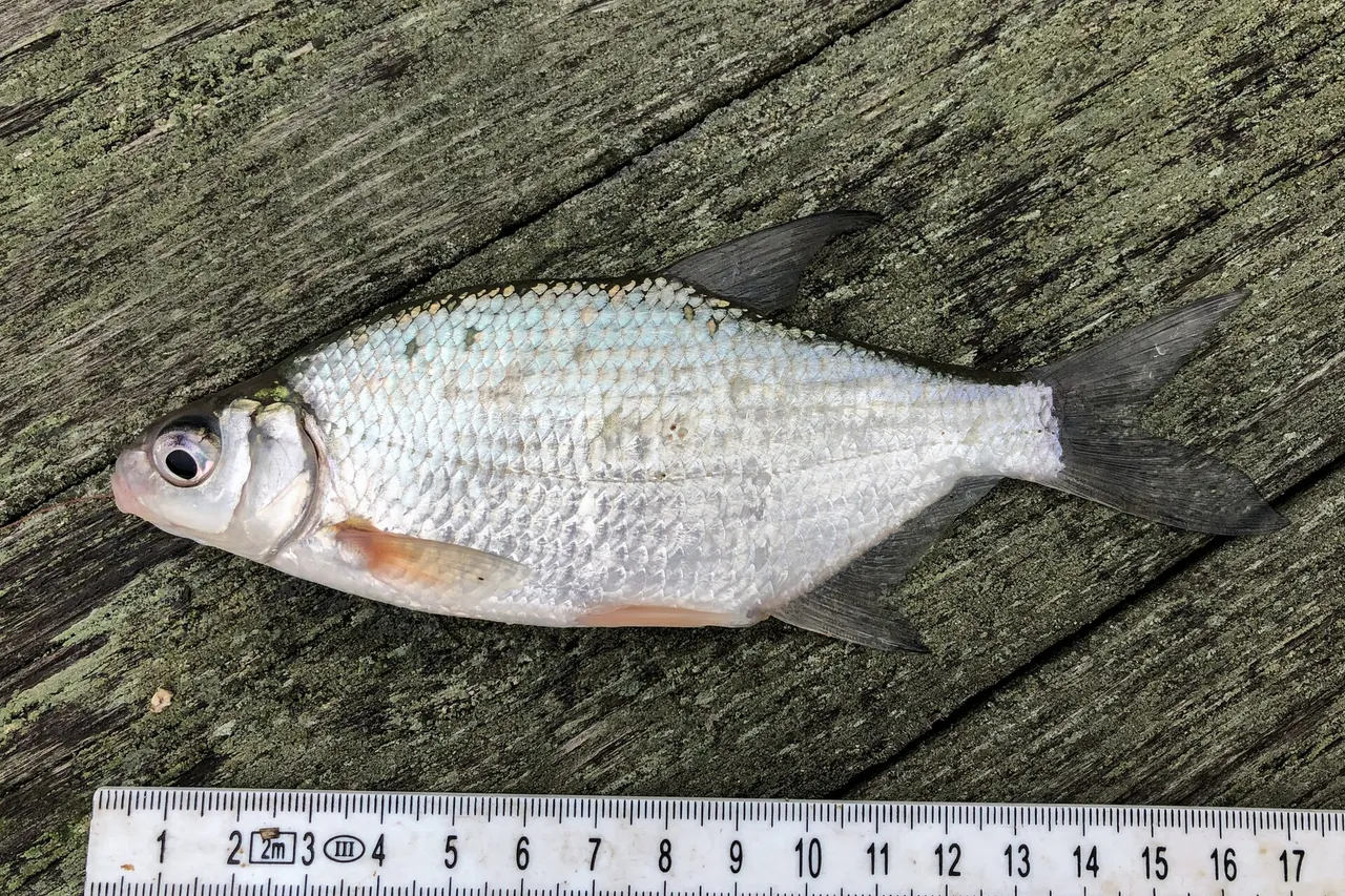 A silver bream laid on weathered wood beside a centimetre rule showing it at about fifteen centimetres, in left profile, with a deep compressed silver body, a very large eye, and an orange-red flush at the base of the pectoral and pelvic fins.