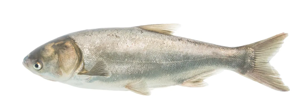 An adult silver carp in full side view against a white ground, deep-bodied and silver with very fine scales, no barbels, an upturned mouth, and an eye set low on the head below the level of the mouth.