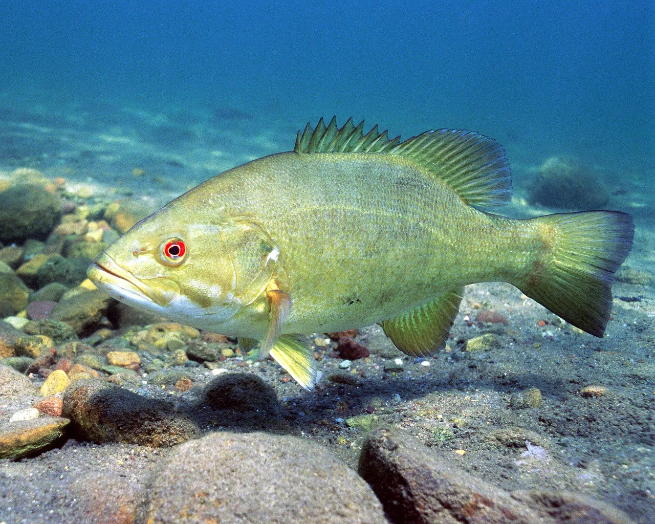 A smallmouth bass over gravel, showing the red iris and the upper jaw ending level with the rear of the eye.