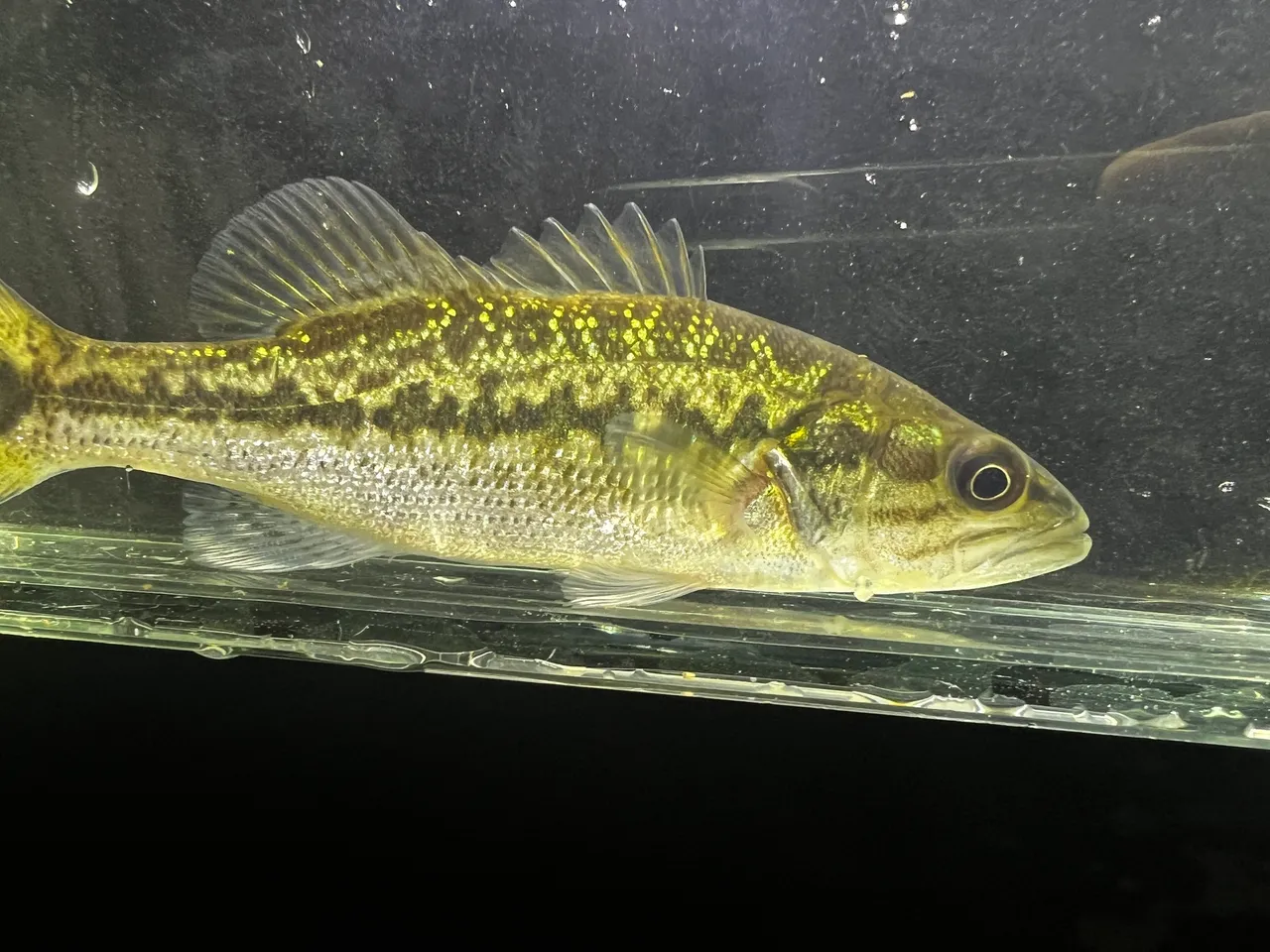 A green-gold black bass photographed side-on in a clear viewing tank, with a broken dark band along the midline, rows of small dark spots below it forming lengthwise streaks on the lower flank, an upper jaw ending level with the back of the eye, and the spiny and soft dorsal fins joined.
