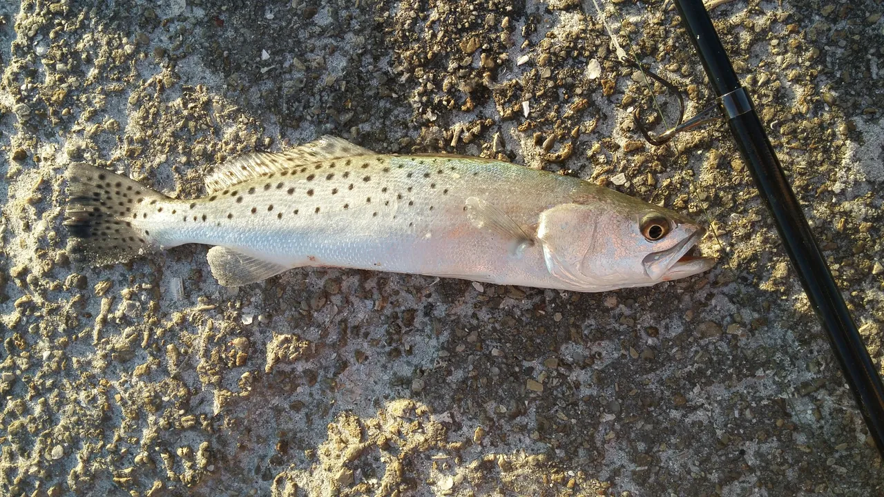 A slender silver fish with an olive-green back lying on pale gravel beside a rod butt, covered in distinct round black spots that run over the upper flank and continue onto both the soft dorsal fin and the tail.