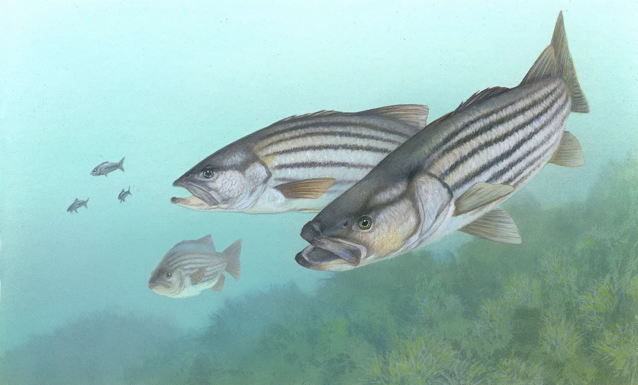A painted illustration of two adult striped bass and a juvenile over a weedy bottom, showing seven dark horizontal stripes along the silver flank, two separate dorsal fins and a projecting lower jaw.