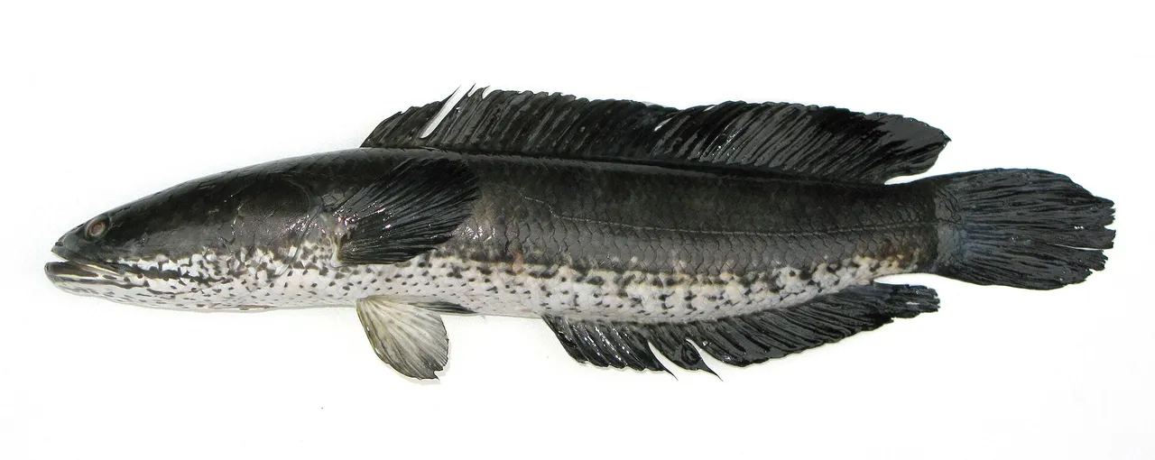 A striped snakehead in full lateral view against white, showing a long cylindrical body, spineless dorsal and anal fins running most of its length, a rounded tail, a flattened head covered in large scales, and dark chevron-shaped blotches along the lower flank.